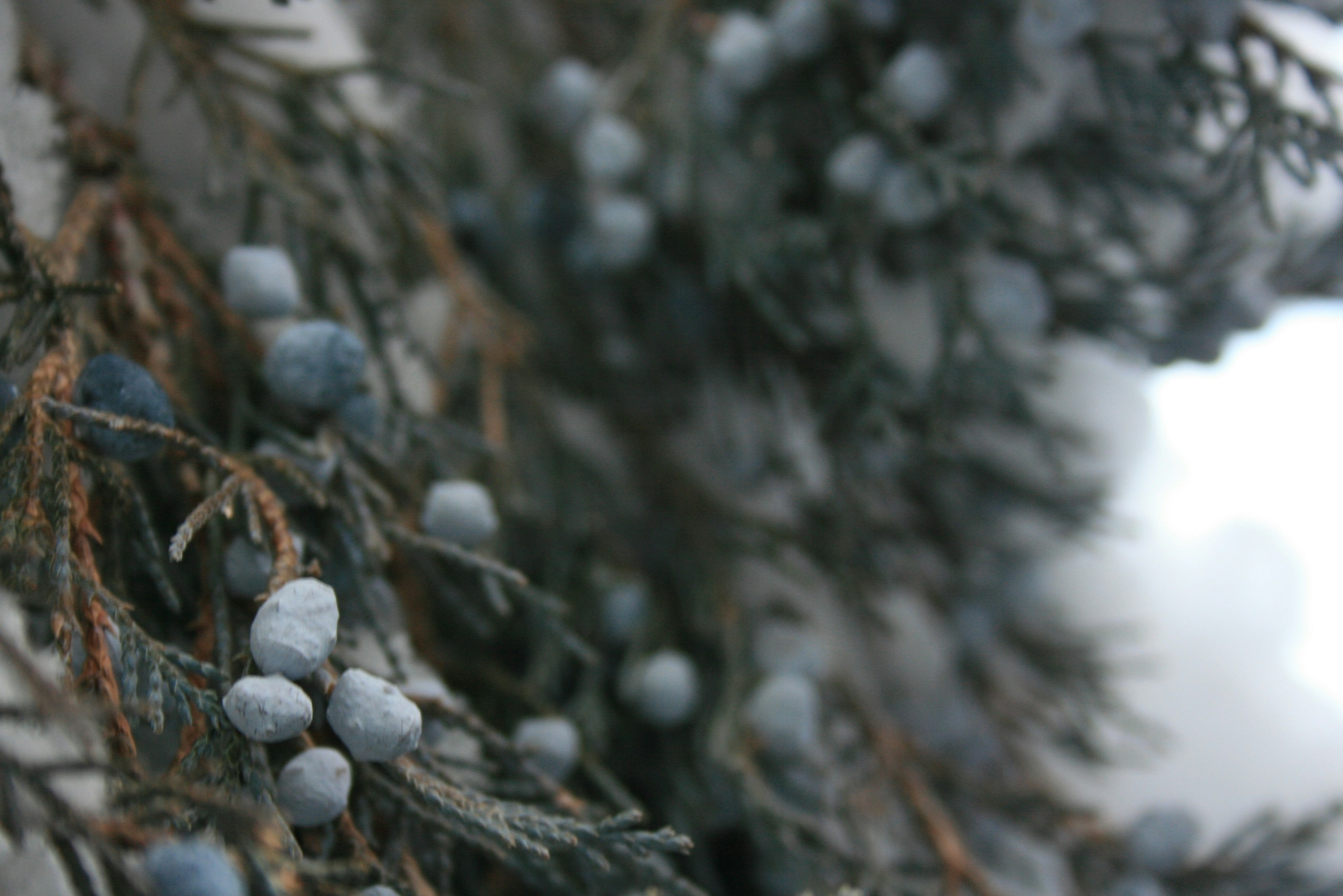 Photo by live_a_little08