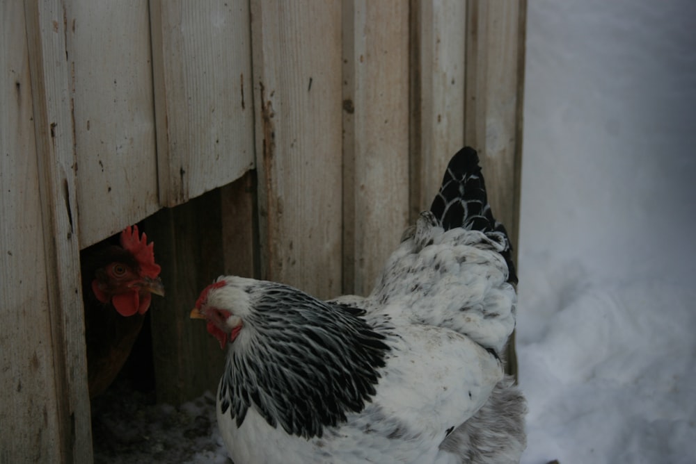 a close up of a chicken in the snow