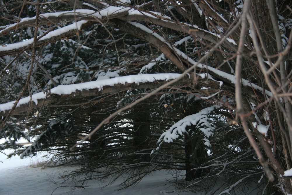 a person is skiing down a snowy hill