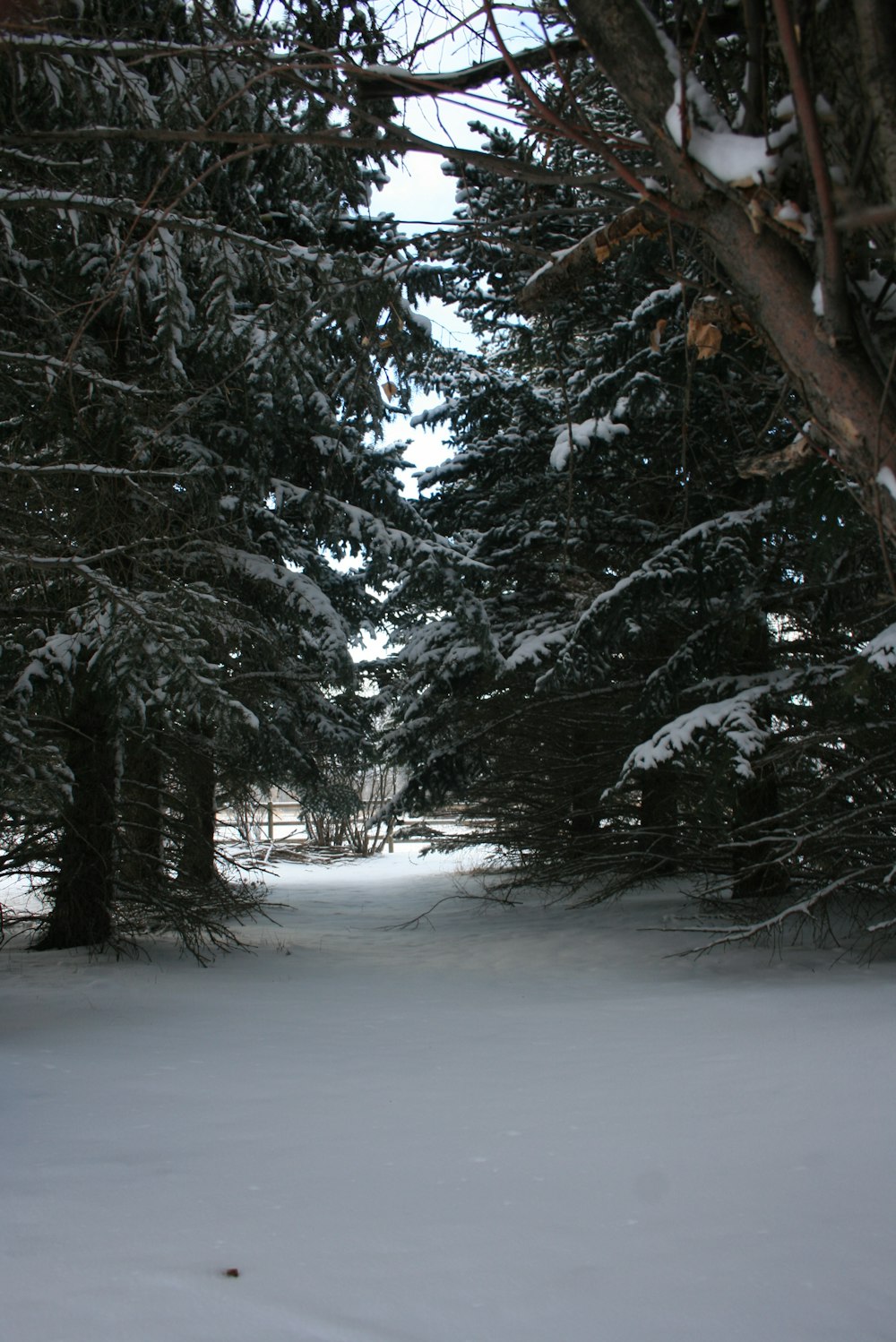 a snow covered path through a forest with lots of trees