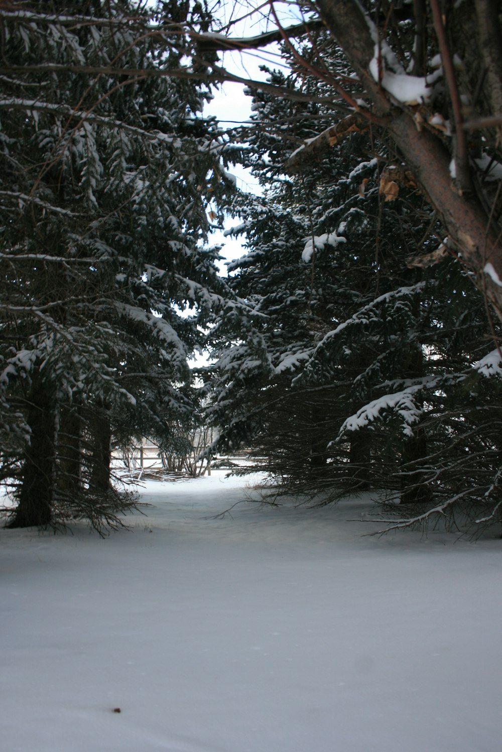 a path through a snowy forest with lots of trees