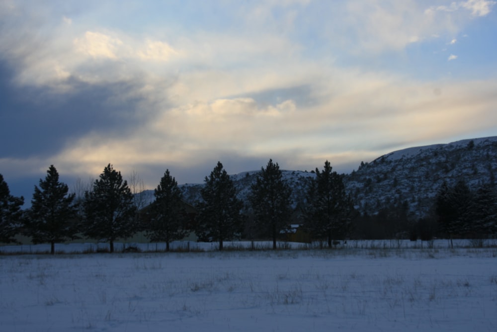 a snowy field with trees and a mountain in the background