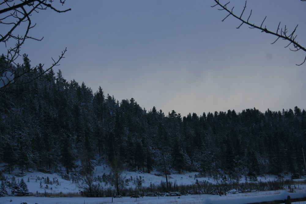 a snow covered field with a forest in the background