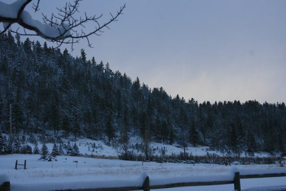 a snowy landscape with a fence and trees