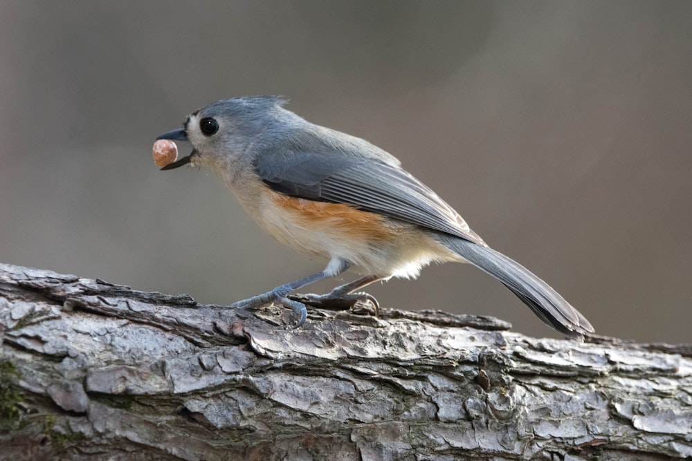 a small bird sitting on top of a tree branch