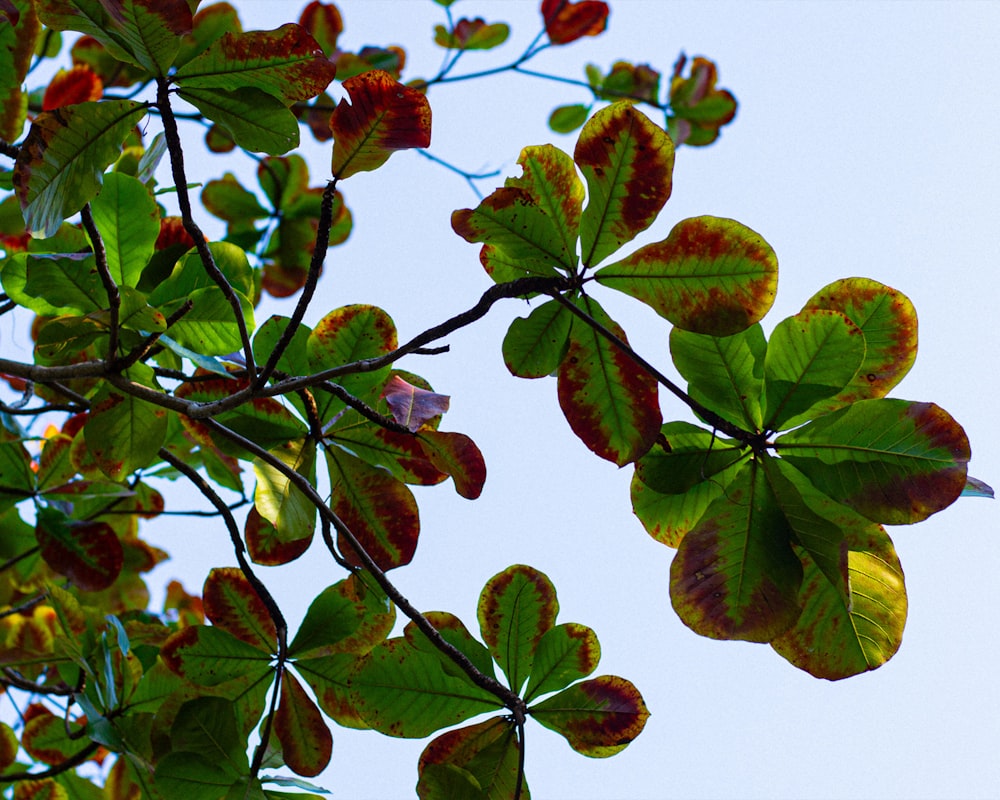 the leaves of a tree against a blue sky