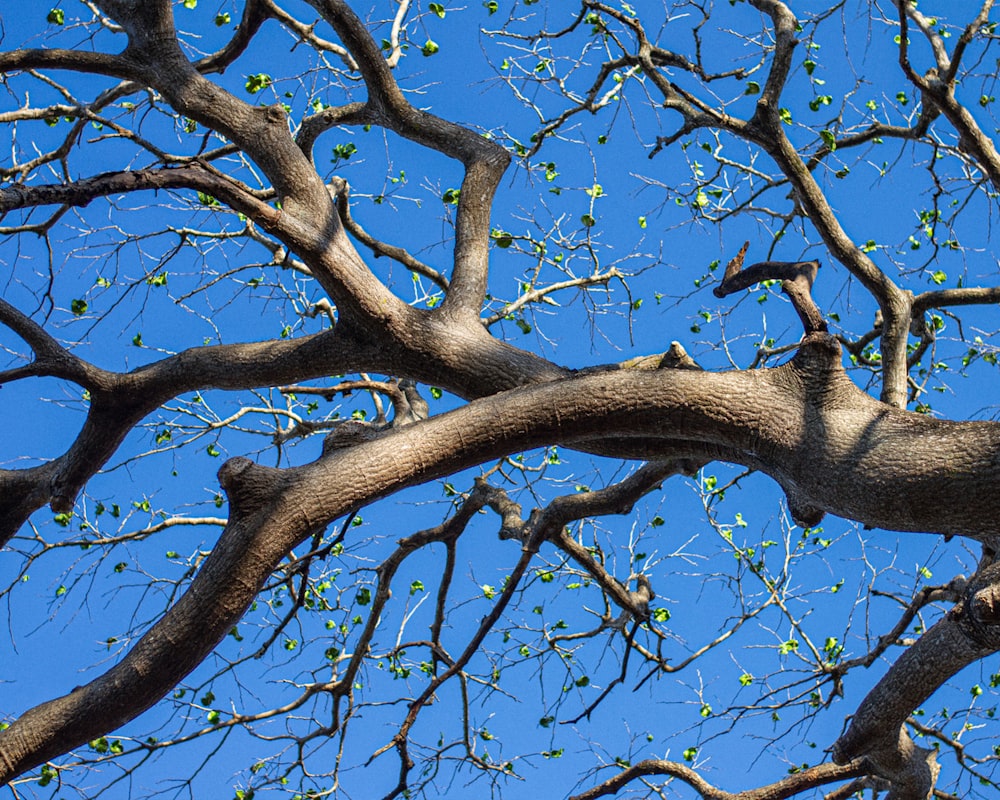 a tree with no leaves and a blue sky in the background