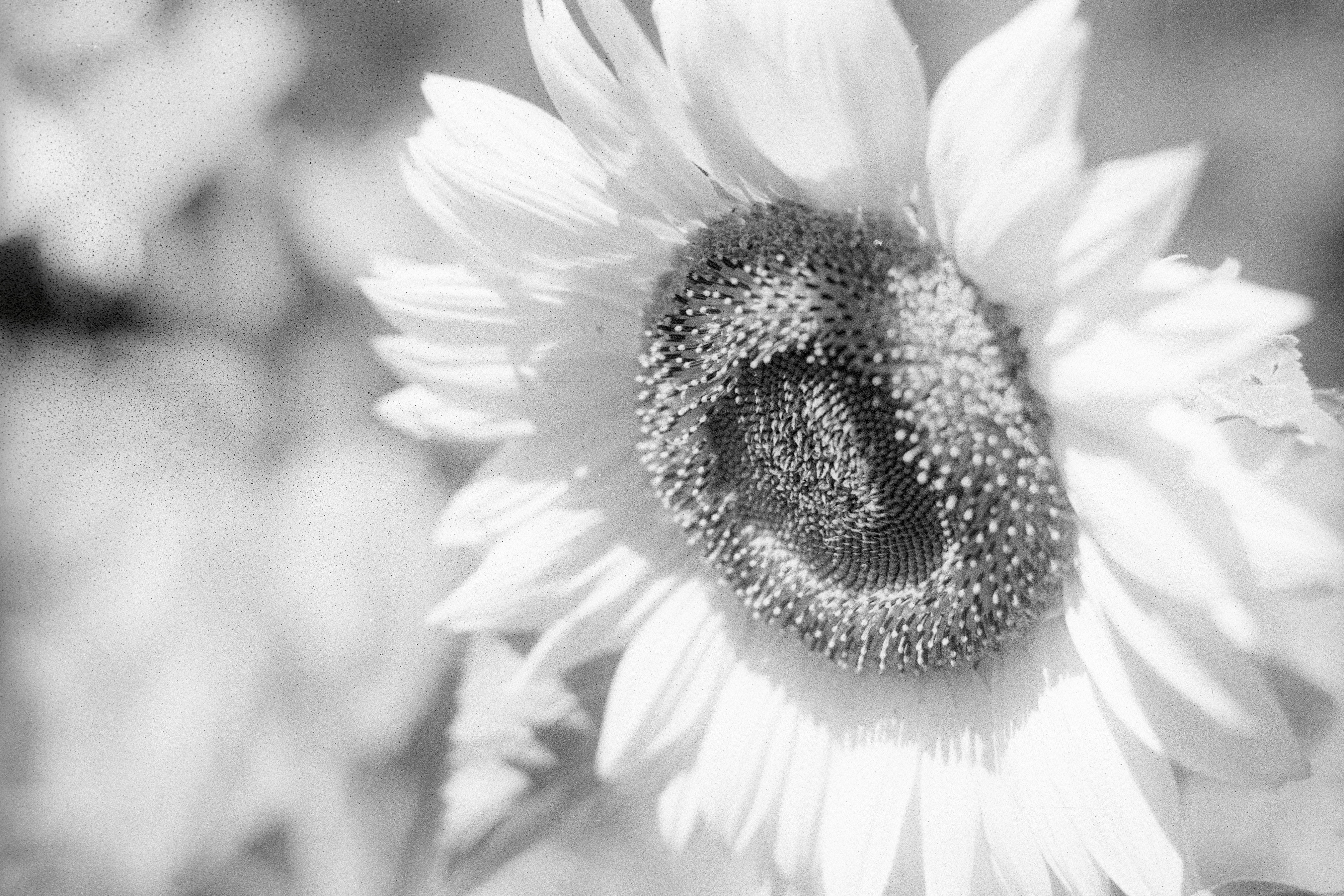 Photo by dickenslin76