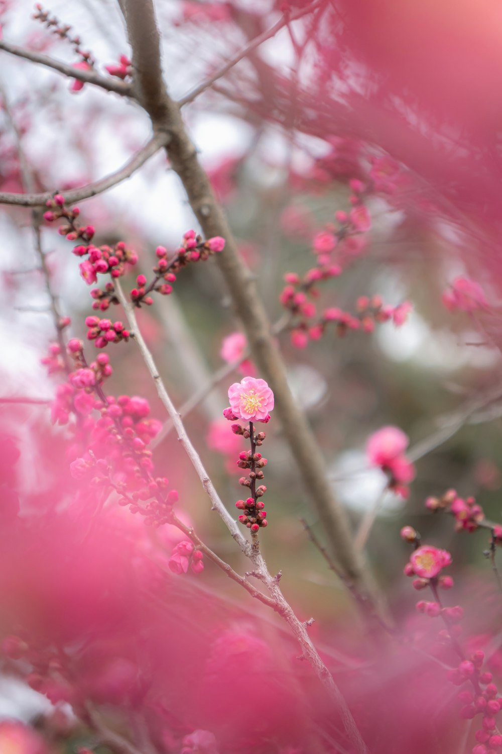 pink flowers are growing on a tree branch