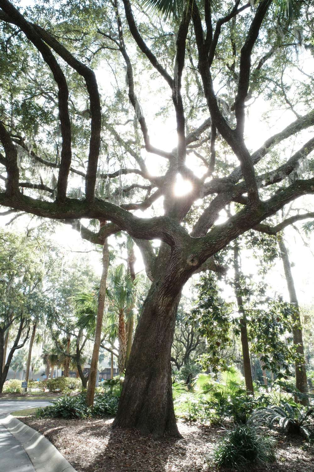 the sun shines through the branches of a large tree