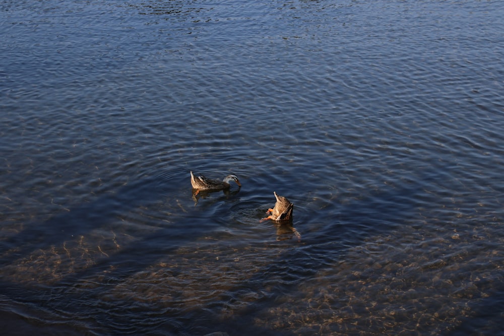 a group of ducks swimming in a body of water