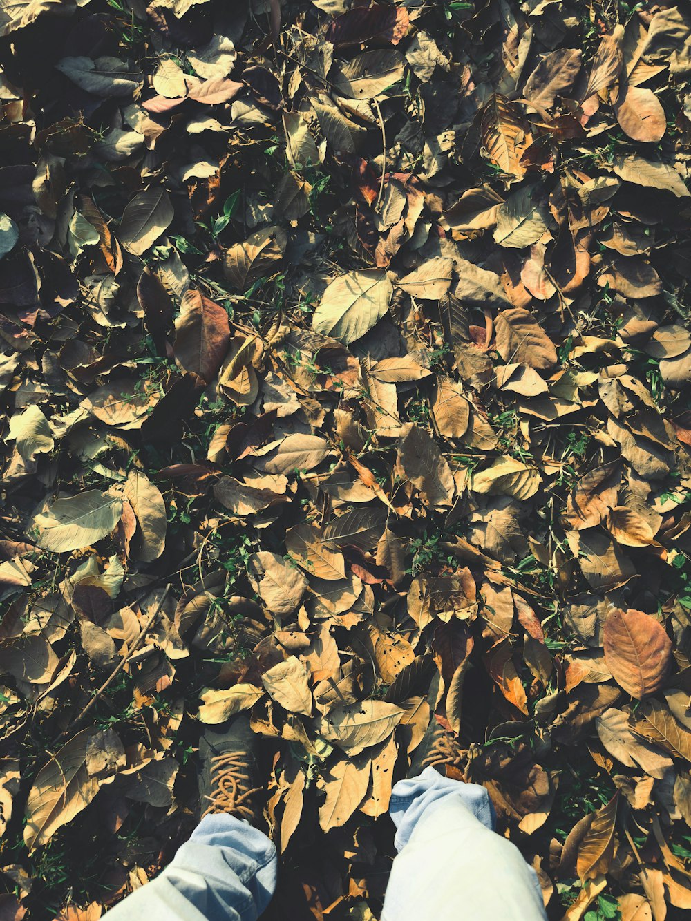 a person standing on a leaf covered ground