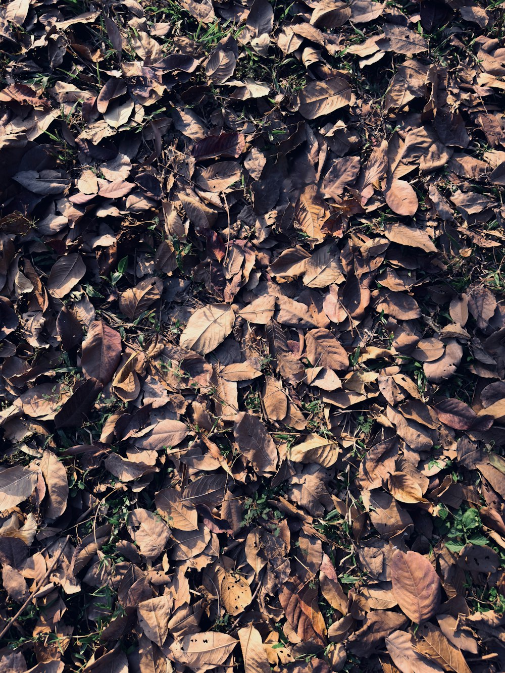 a bunch of leaves that are laying on the ground