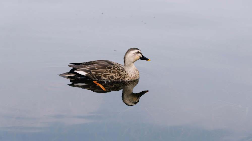 a duck floating on top of a body of water