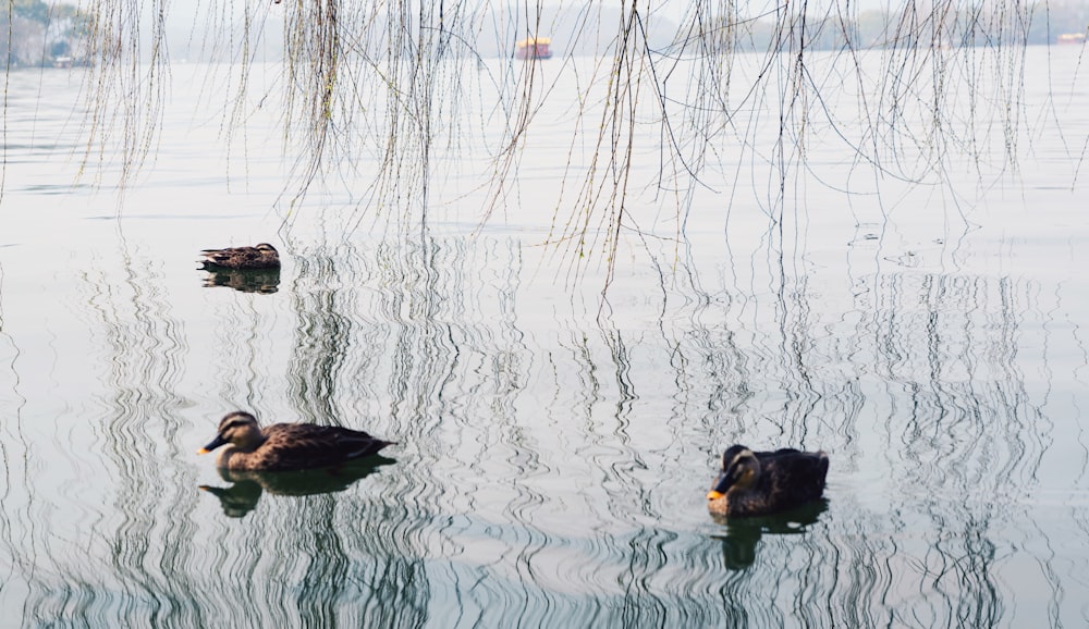 a group of ducks floating on top of a lake