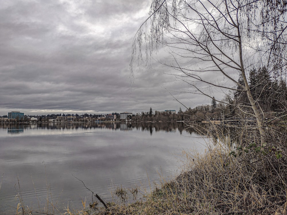 a large body of water surrounded by a forest