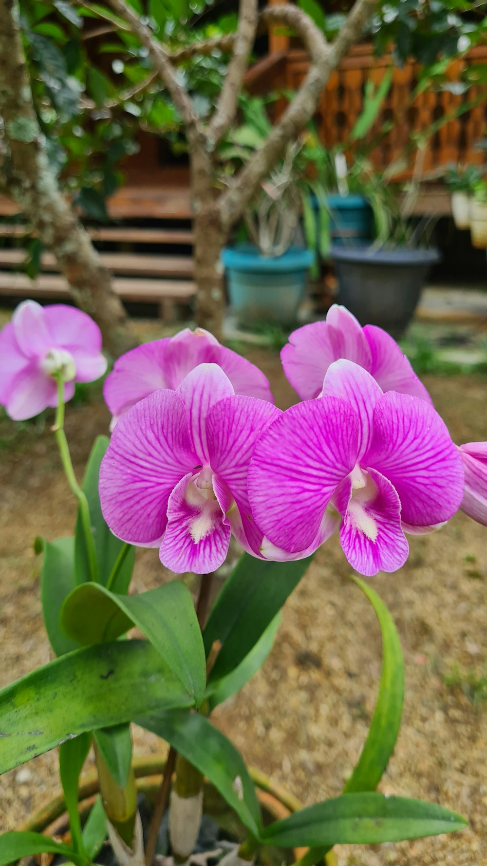 a purple flower is growing in a pot