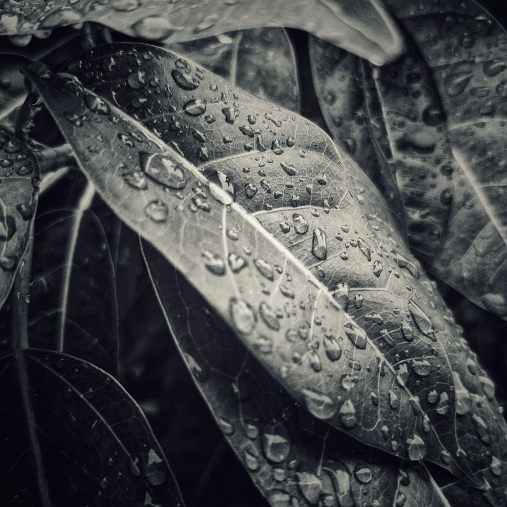 a black and white photo of raindrops on a leaf