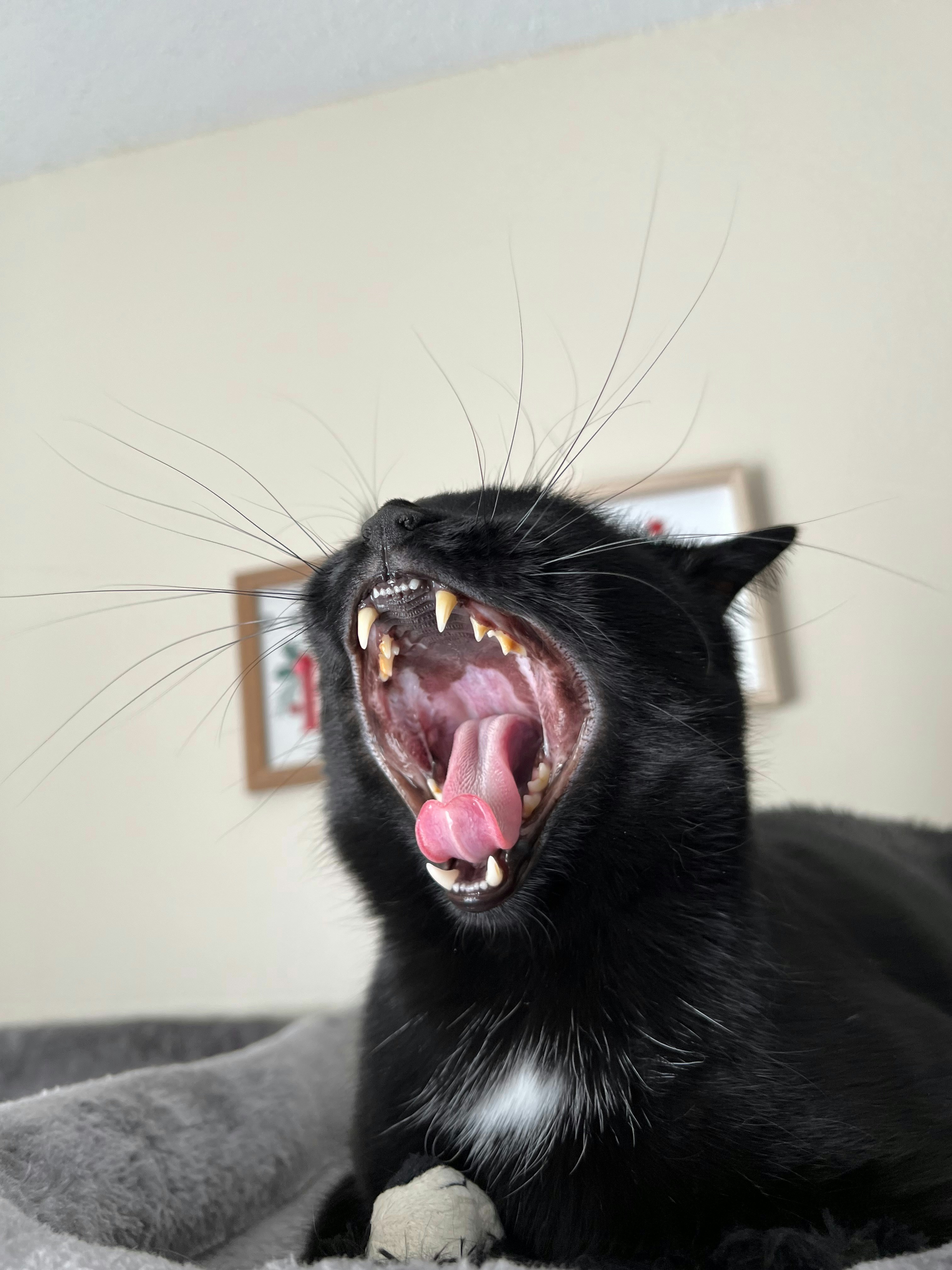 Photo by linusandchunk