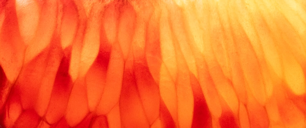 a close up view of a wing of a bird