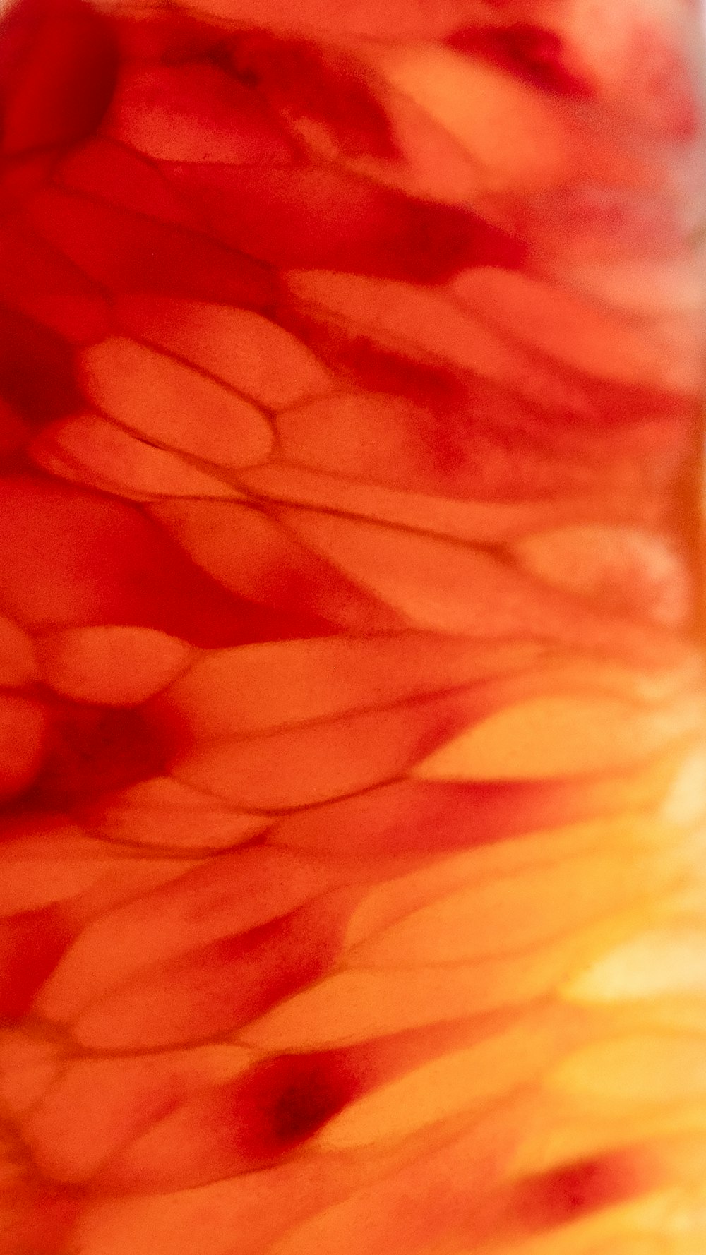 a close up of a red and yellow flower