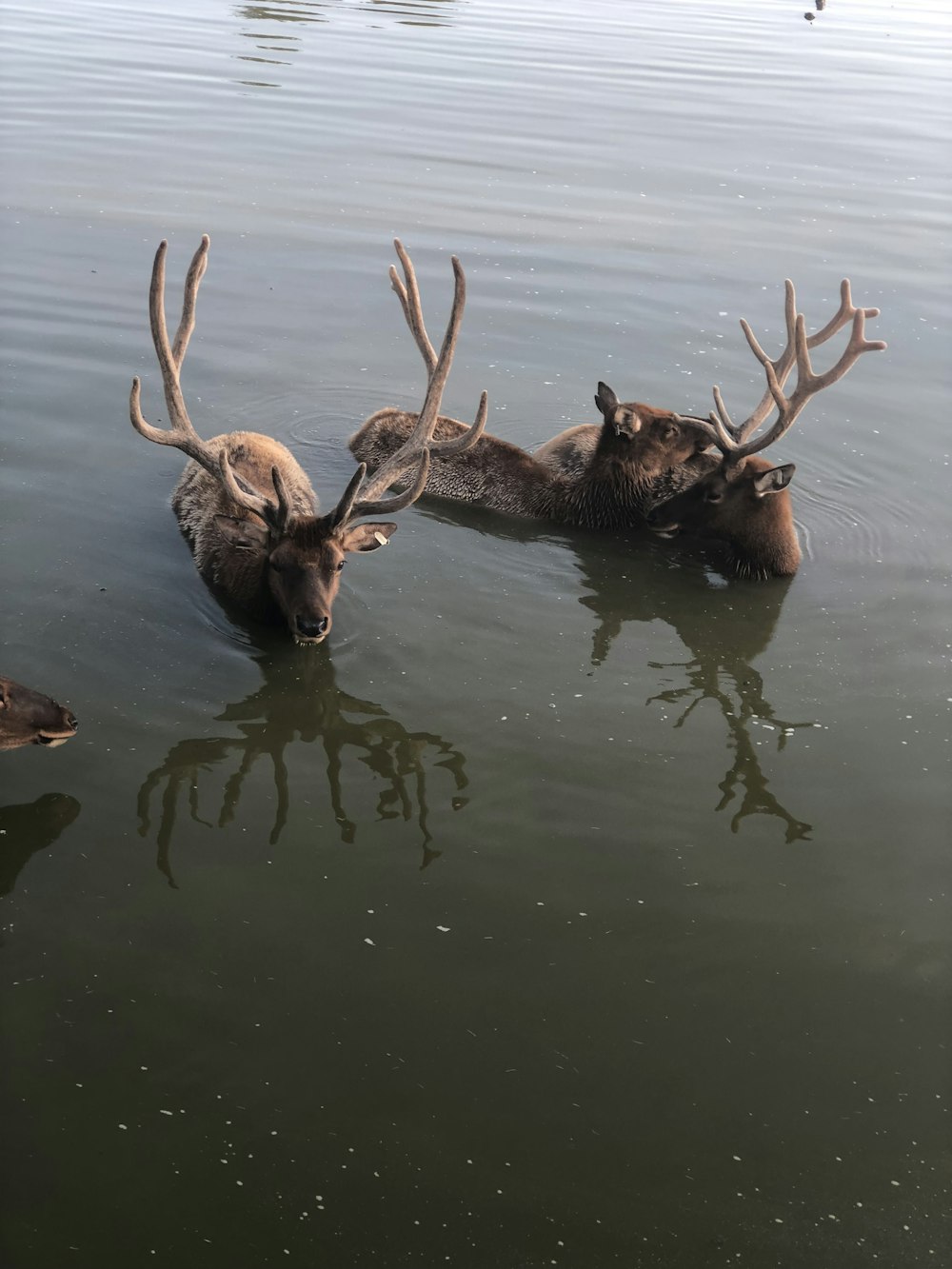um grupo de cervos nadando em um corpo de água