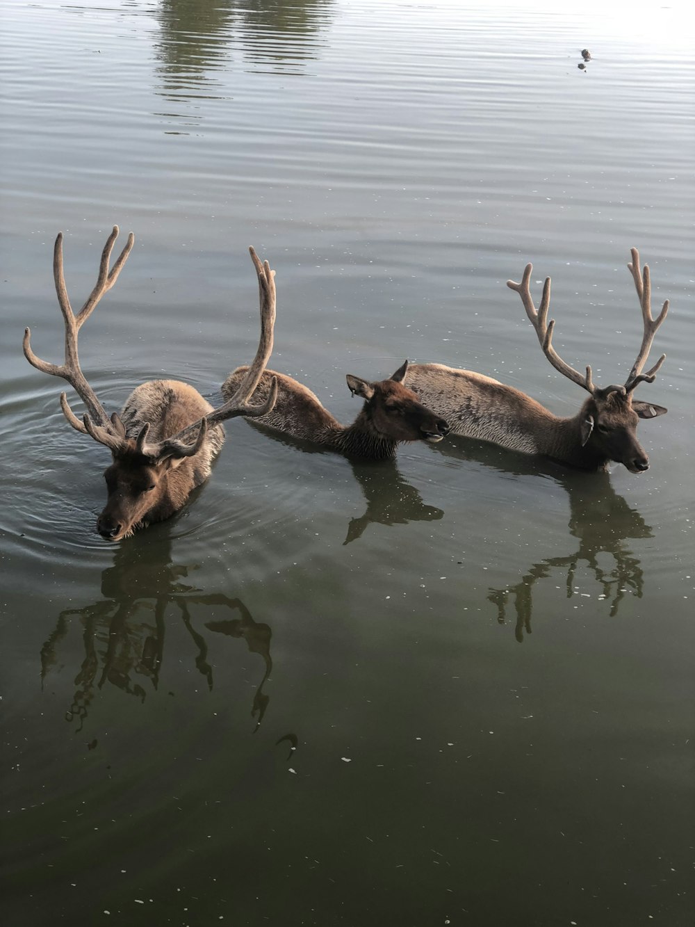 three deer are swimming in a body of water