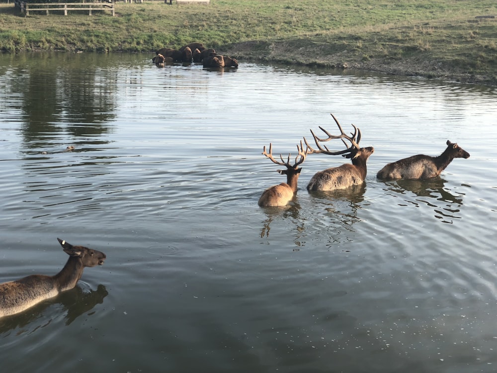 a herd of deer standing on top of a body of water