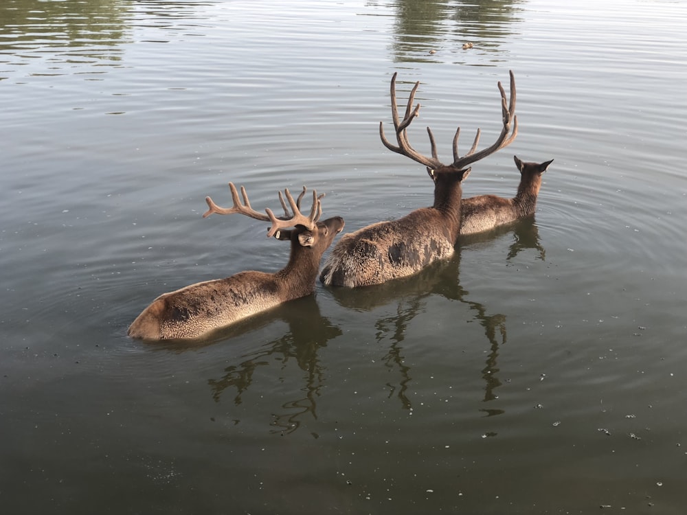 três cervos estão nadando em um corpo de água