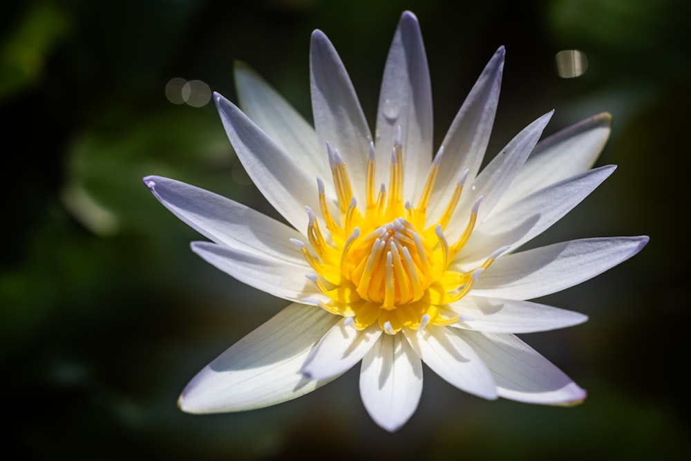 a close up of a white and yellow flower