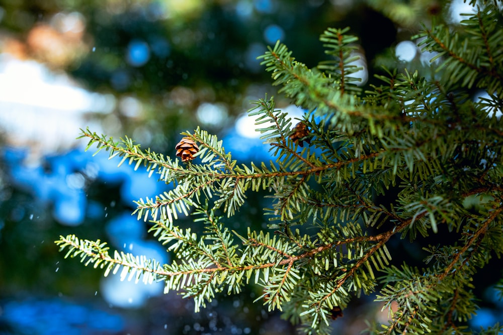 a pine tree branch with a pine cone on it