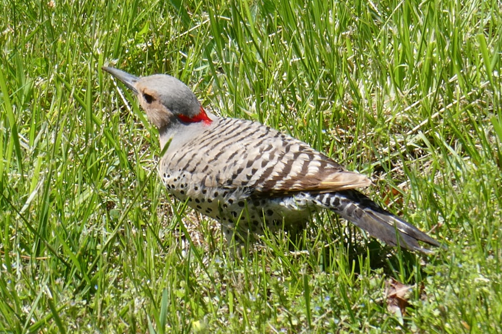 a bird is standing in the tall grass