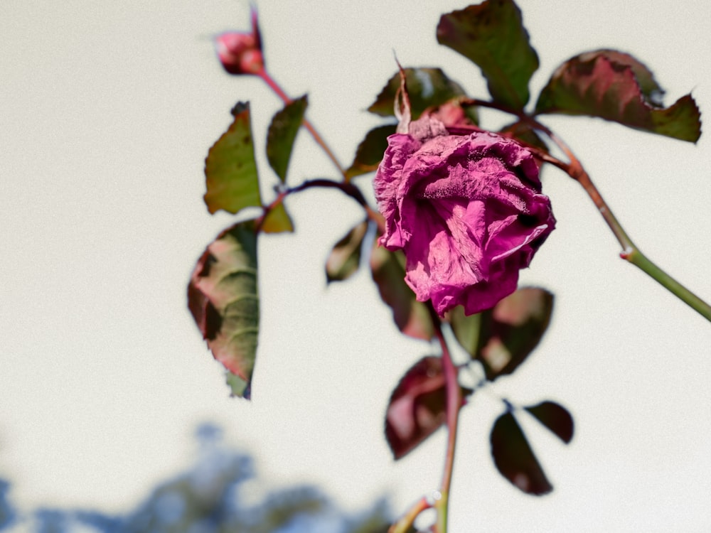 a pink rose is blooming on a tree branch