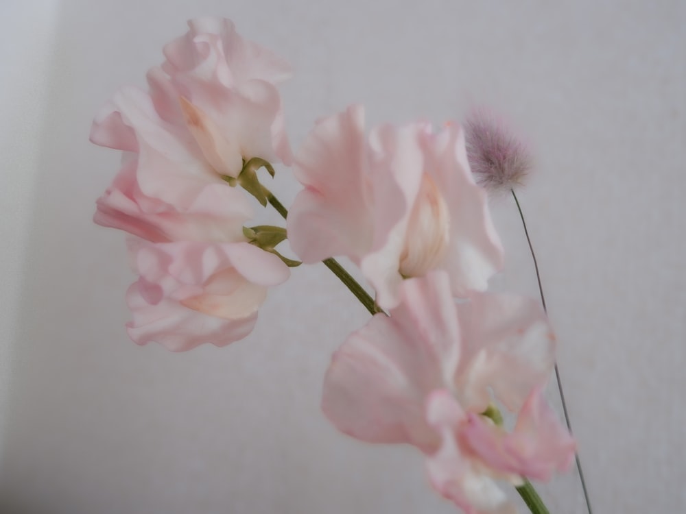 a close up of pink flowers in a vase