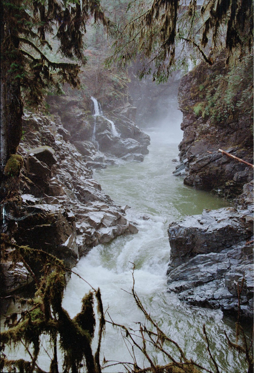 a river running through a lush green forest