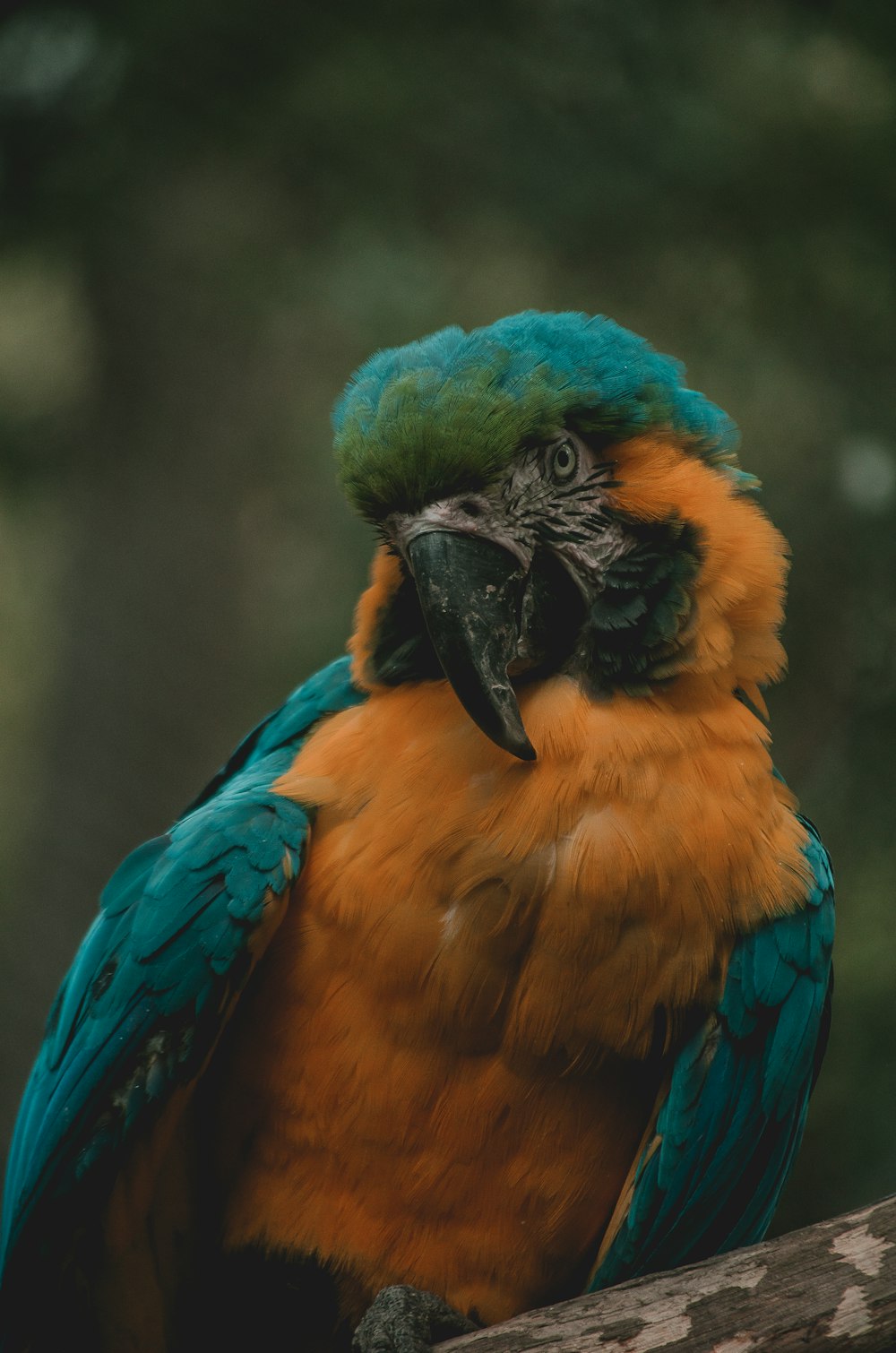 a colorful bird sitting on top of a tree branch