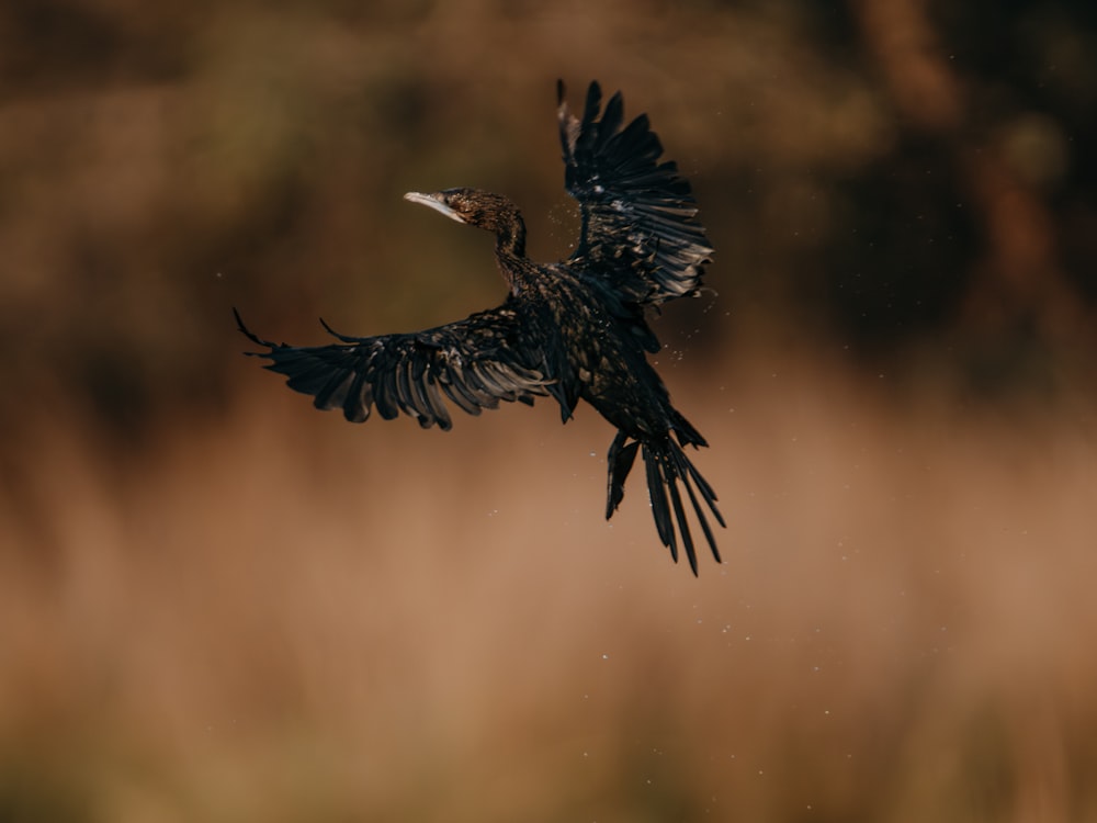 a bird flying through the air with it's wings spread