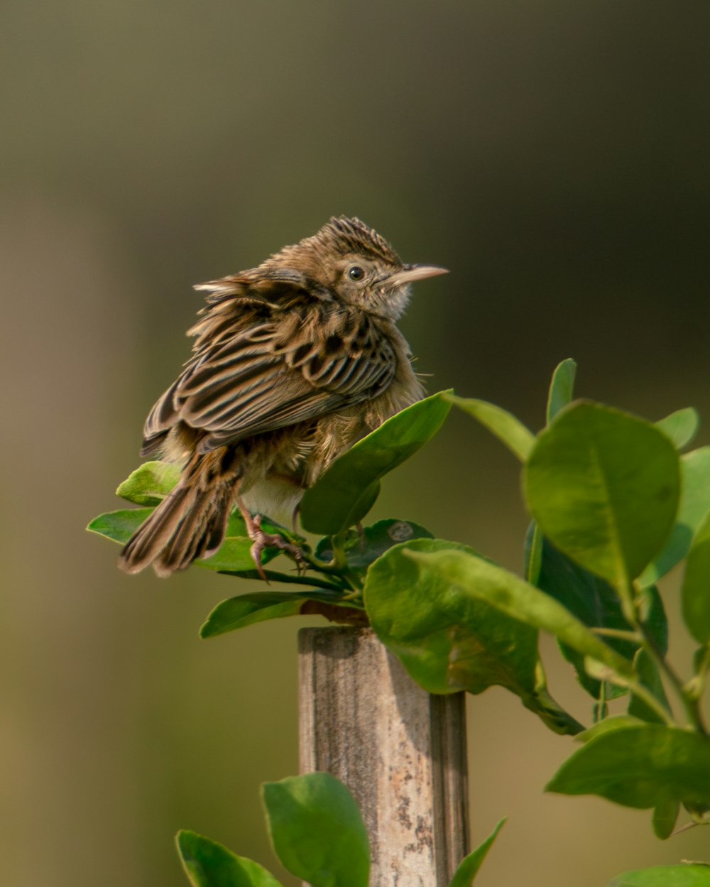 a small bird perched on top of a wooden pole