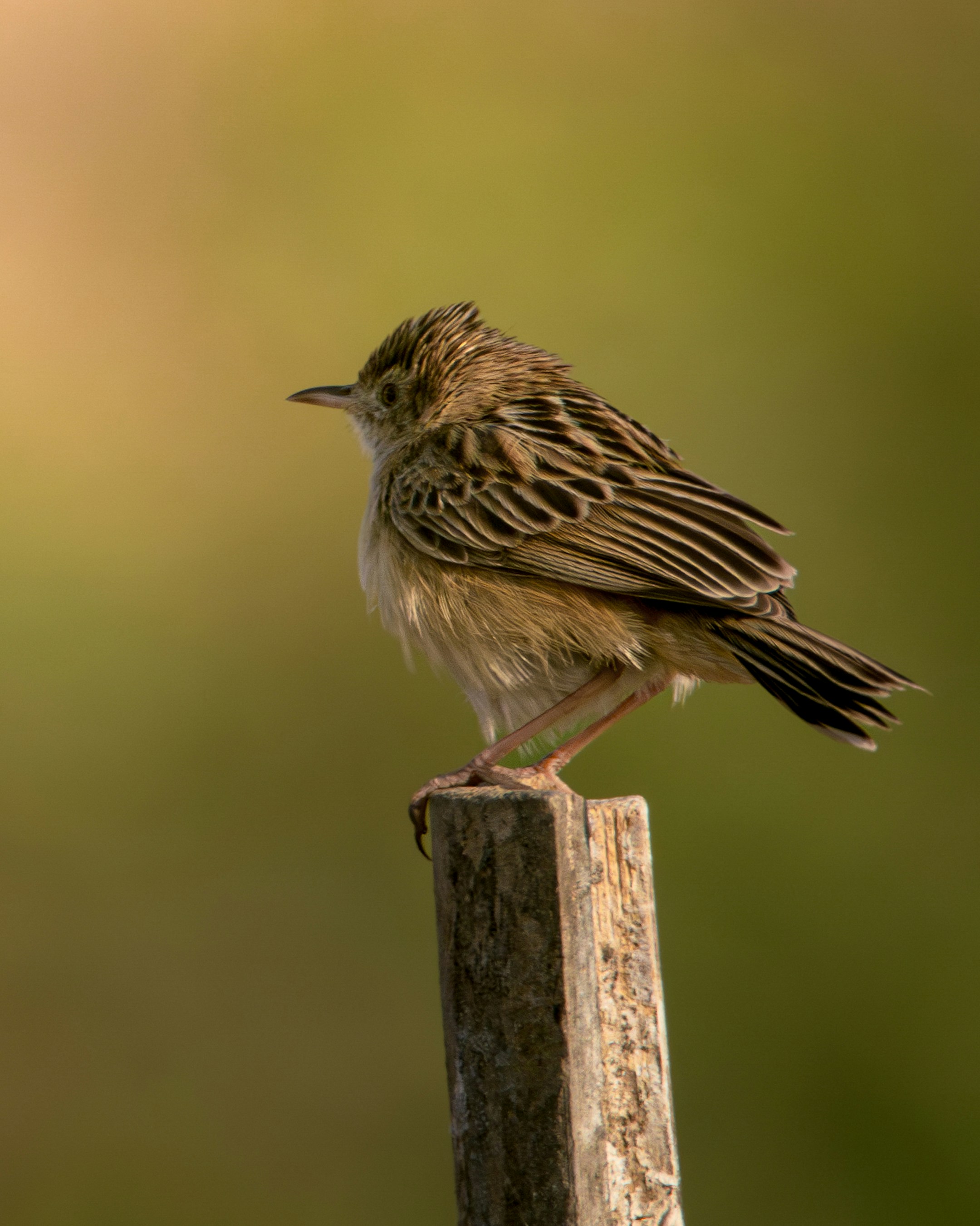 Photo by harshit_suryawanshi