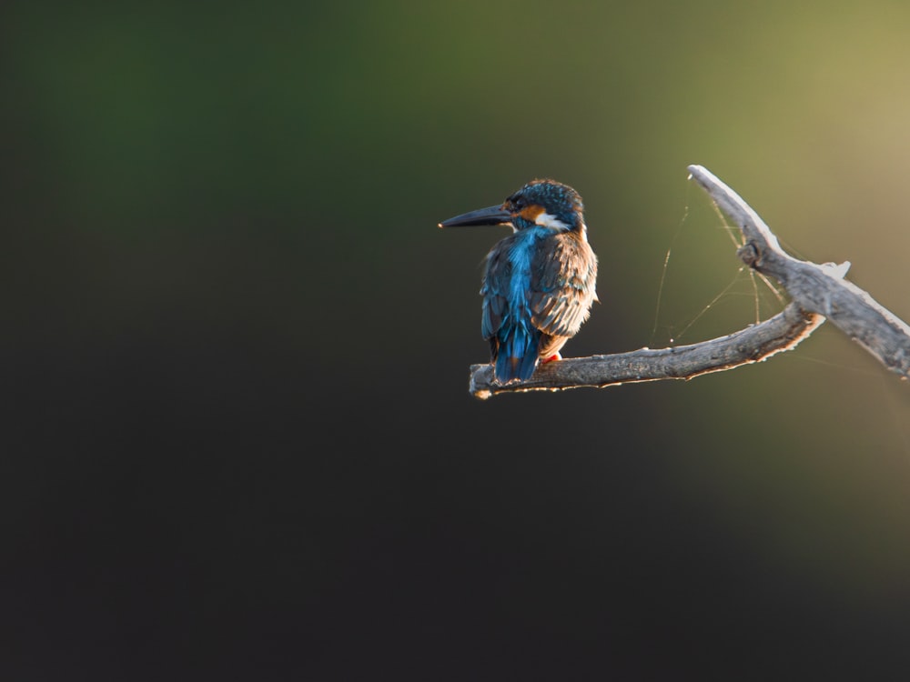 a small bird sitting on a branch of a tree