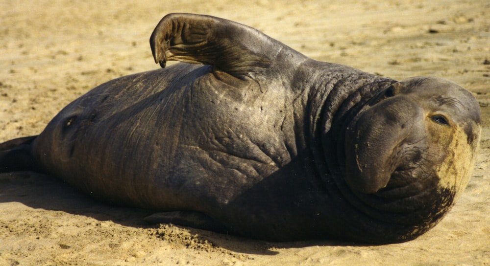 un elefante sdraiato a terra nella sabbia