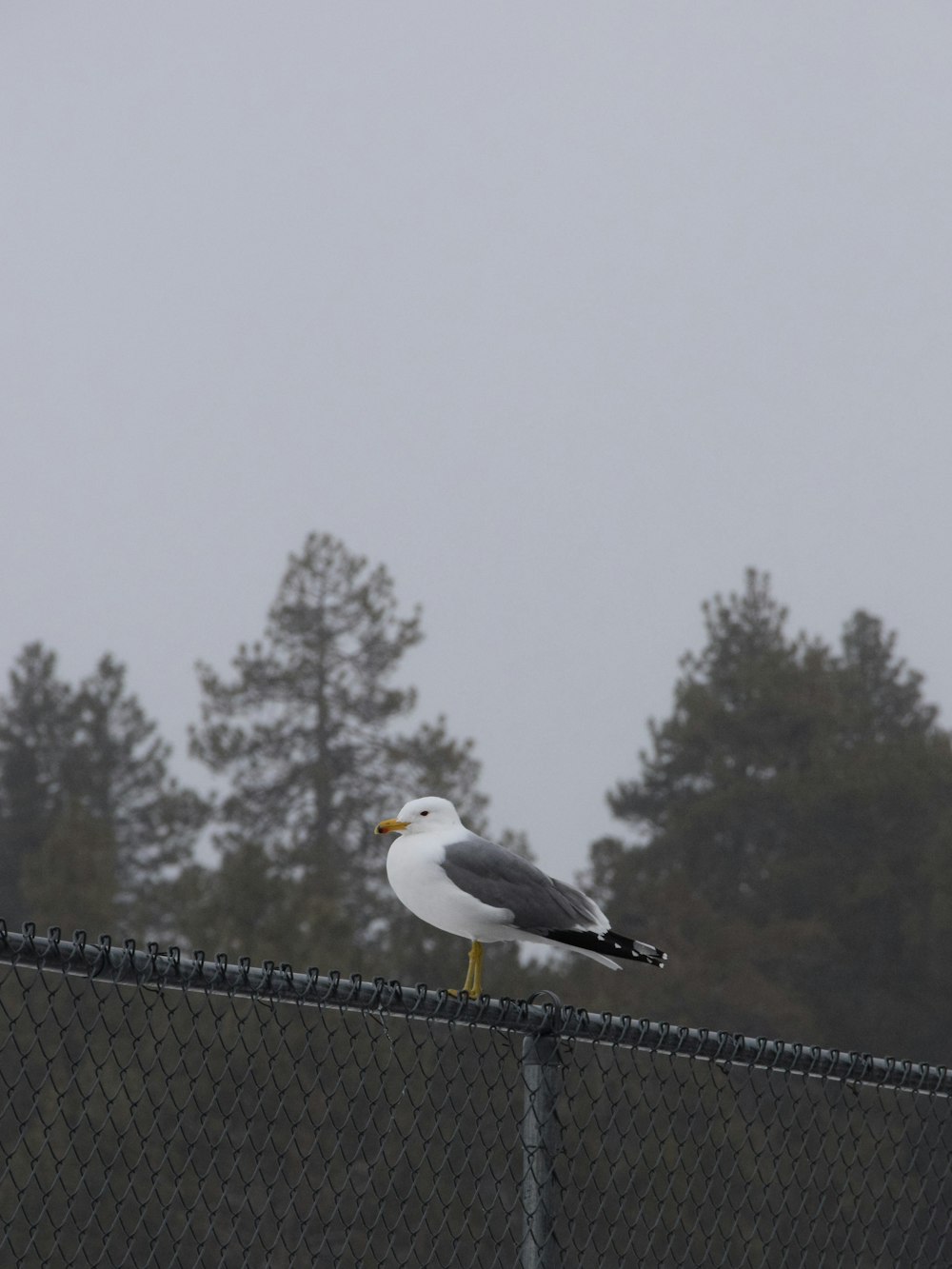 a seagull sitting on a fence with trees in the background