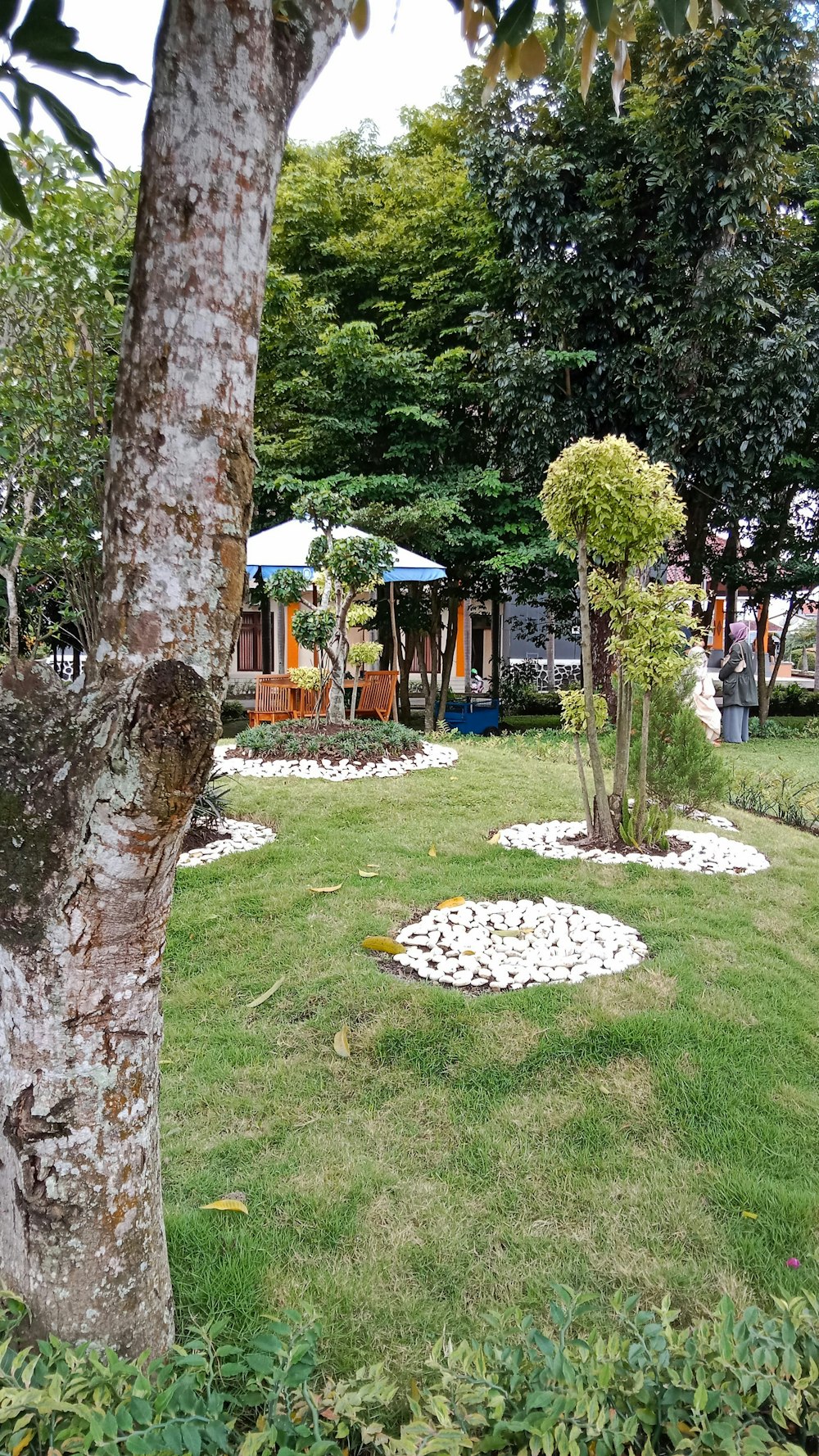 a park area with a tree and a bench