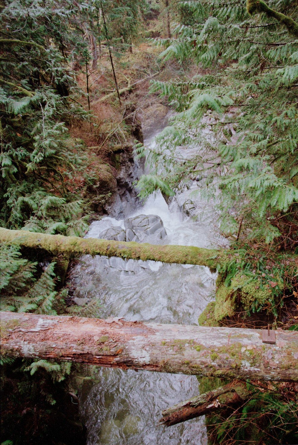 uma ponte de madeira sobre um riacho em uma floresta