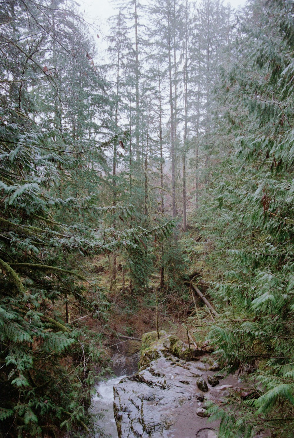 a stream running through a forest filled with lots of trees