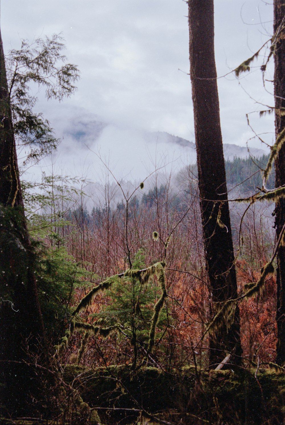 a forest filled with lots of tall trees