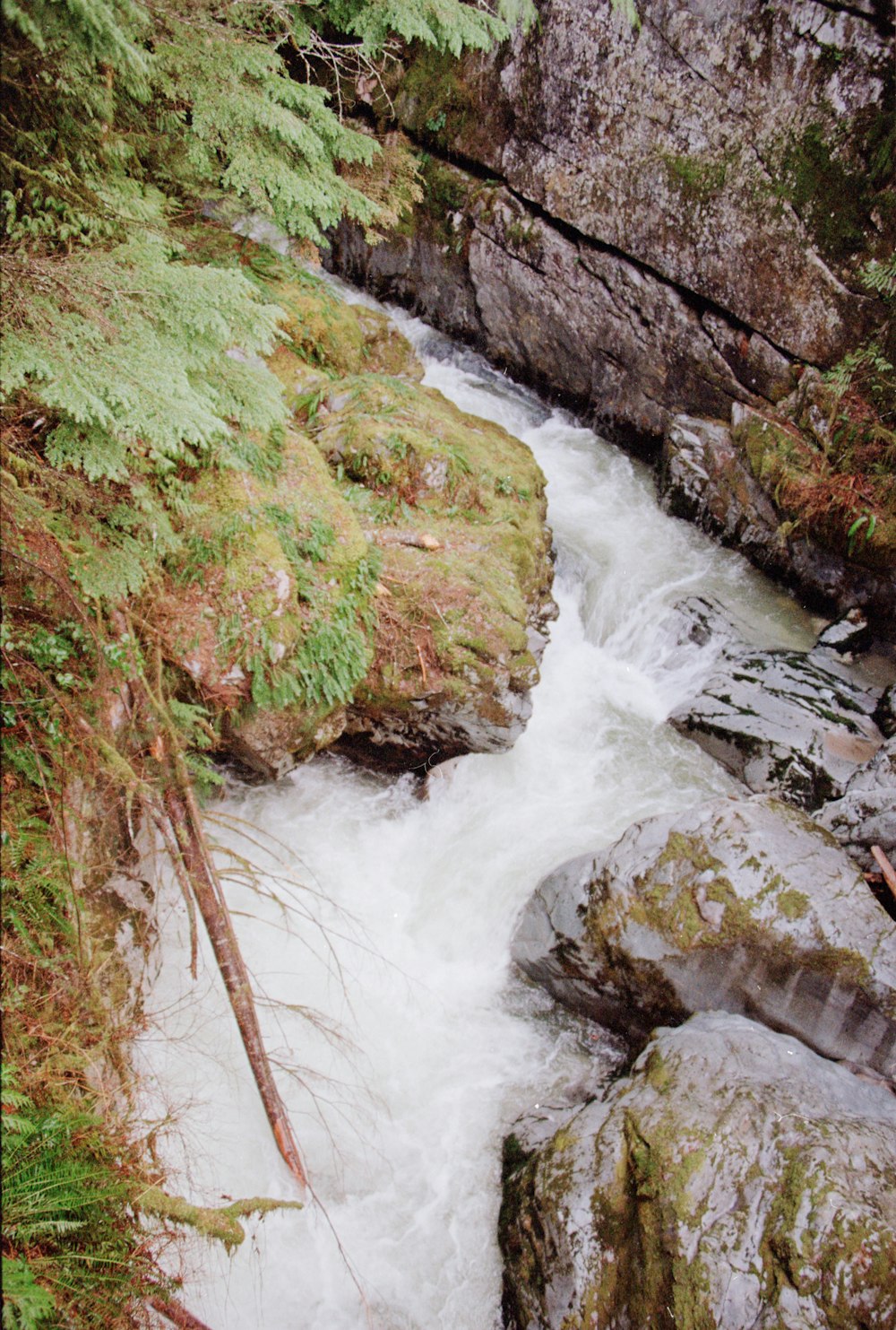 a river running through a lush green forest