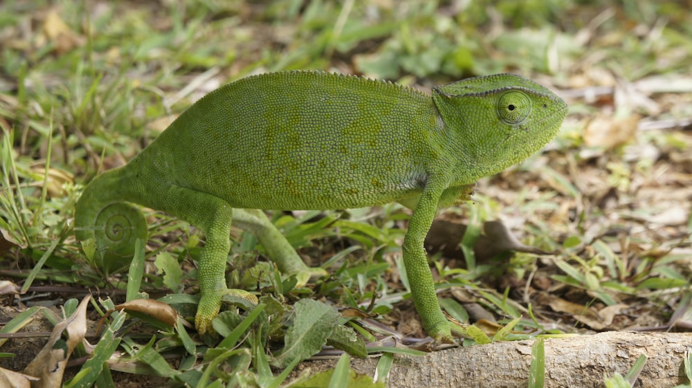 a green chamelon is standing on the ground