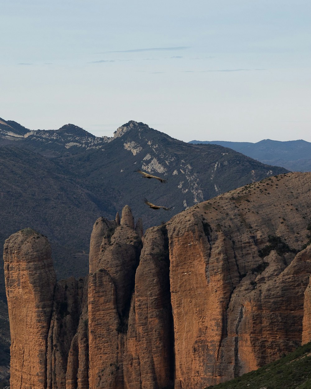 a bird flying over the top of a mountain range