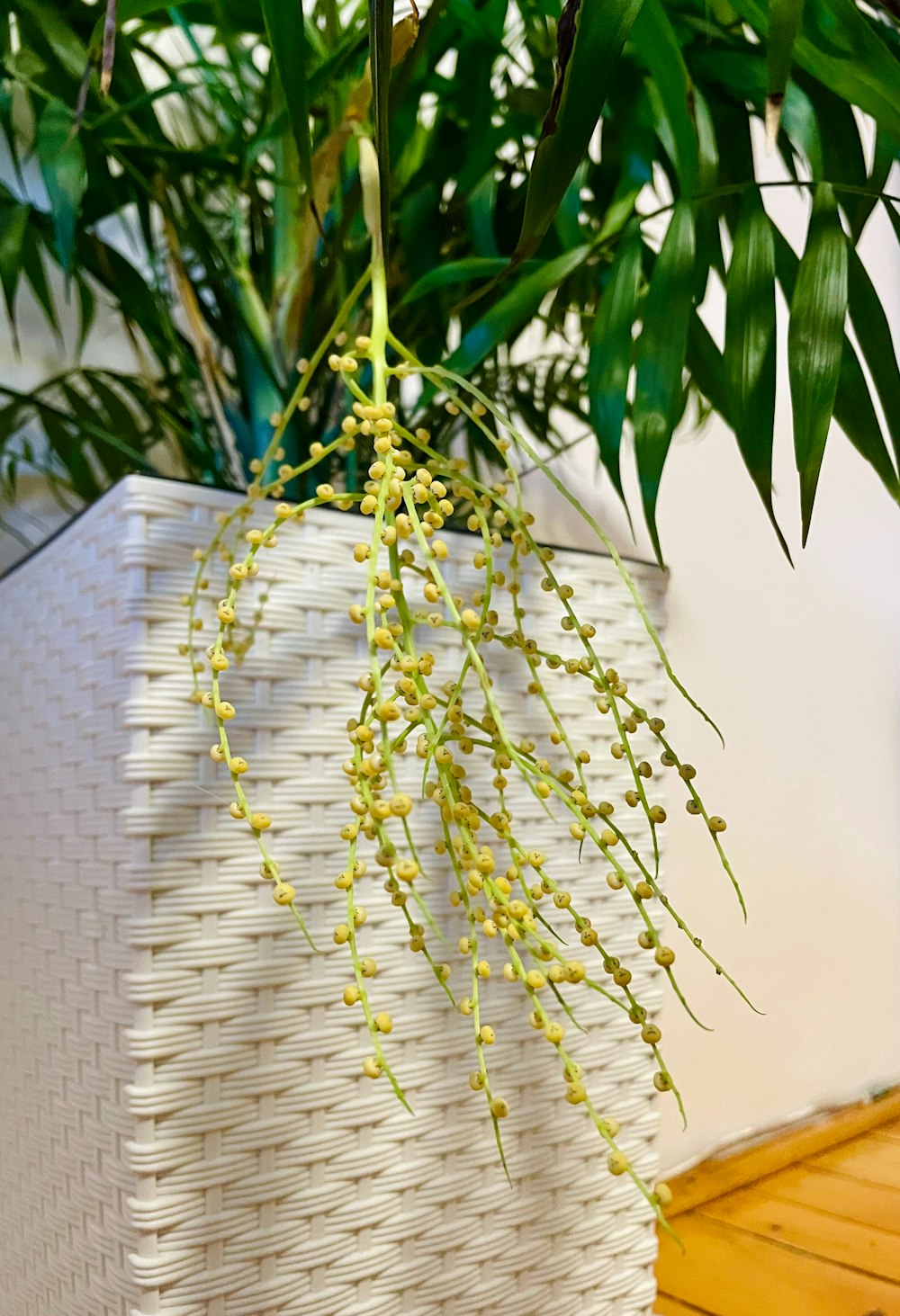 a close up of a plant on a table